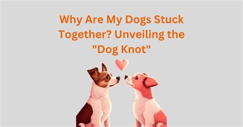 dog knot|Message